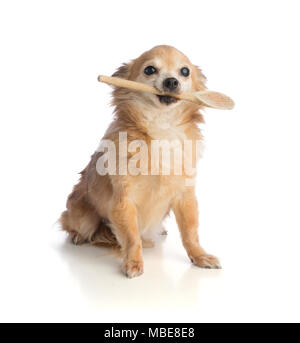 Chihuahua ist mit einem hölzernen Löffel im Mund auf weißem Hintergrund Stockfoto
