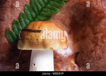 Psathyrella auf dem Hintergrund der Farn Blätter und Pilze Stockfoto