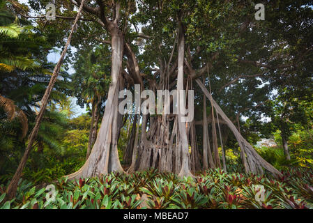 Dschungel Baum. Die Moreton Bay Feigenbaum (Ficus Macrophylla) Stockfoto