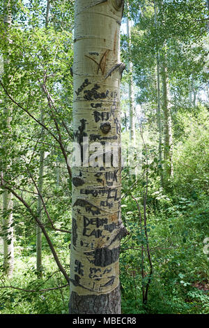 Vandalized aspen Baumstamm mit geschnitzten Graffiti, Namen, Initialen und Symbole in Wäldern in Vail Colorado wächst Stockfoto