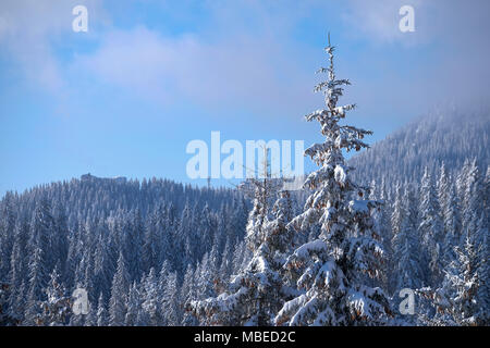 Schnee bedeckt Nadelbäume in einem Wald Stockfoto