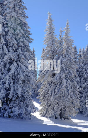 Schnee bedeckt Nadelbäume in einem Wald Stockfoto