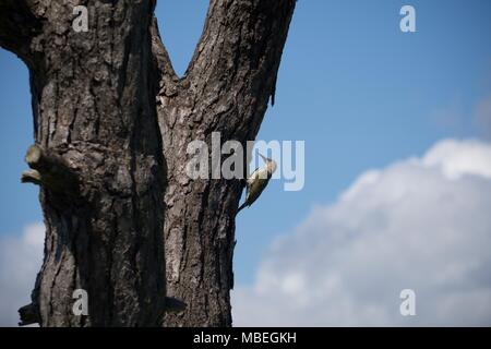 Seitenansicht eines Europäischen Grünspecht (Picus Viridis) auf einem Scots Pine Tree an der Rinde pecking für Insekten Stockfoto