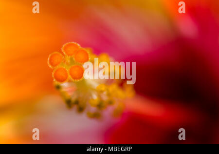 Makro von der Innenseite des roten und gelben Hibiskus Blume Stockfoto