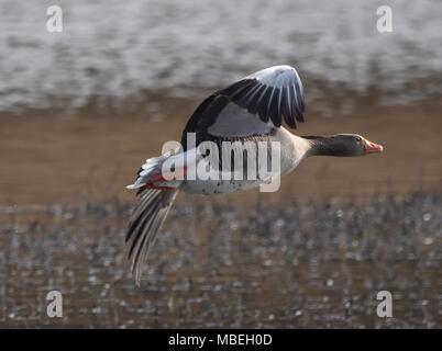 Graugänse im Flug. Stockfoto