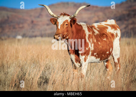 Eine wilde Longhorn (Bos taurus) Kuh auf der Wiese in der Wichita Mountains Wildlife Refuge von SW Oklahoma Stockfoto