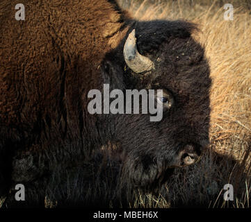 Büffel (Bison) in der Wichita Mountains National Wildlife Refuge Stockfoto