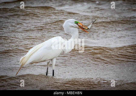 Silberreiher (Ardea alba) mit einem Fisch im Mund Stockfoto