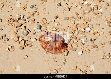 Kompass Quallen auf einem sandigen Strand mit Kieselsteinen Stockfoto