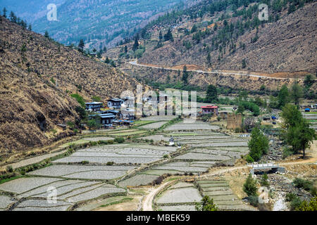 Reisfelder wächst Reis ernten in der Nähe von Thimphu erfolgt während der trockenen Jahreszeit des Winters, Thimpu, Bhutan getrocknet. - Getrocknete Reisfelder im Winter Stockfoto