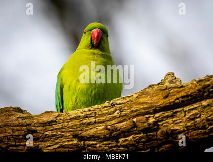 Ring-Hals-Sittich Stockfoto