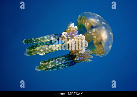 (Mastigias-Schirmqualle Mastigias Papua), Palau, Mikronesien | Mastigias jellyfish (mastigias Papua), Palau, Mikronesien Stockfoto