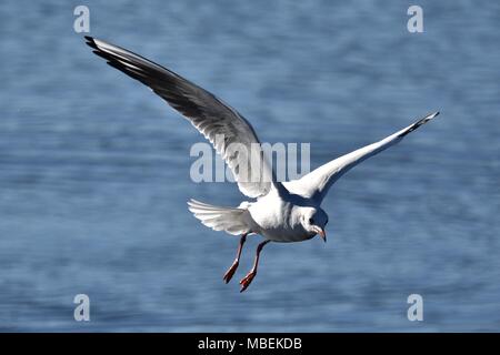 Lachmöwe im Flug, winter Gefieder. Stockfoto