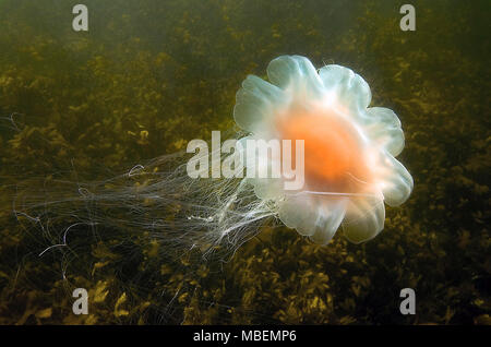 Lion's mane (Cyanea Capillata), gefährlich, der Ostsee und des Deutschen Meer, Deutschland Stockfoto