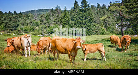 Limousine braun grasende Kühe auf einer Wiese im Berg, Vercors, Frankreich Stockfoto