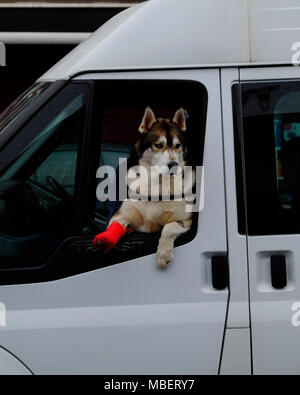 Eine schöne 2 Jahre alten Husky Hund mit einem gebrochenen Bein lehnt sich aus dem Fenster eines Van in der Egge, sein Bein in einem roten Gips Stockfoto