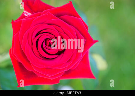 Makro von rote Rose in einem Garten, Ansicht von oben Stockfoto