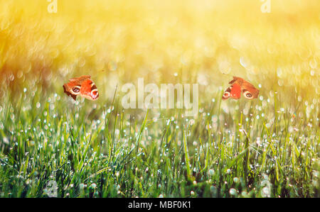 Zwei peacock Schmetterlinge über eine Frühlingswiese mit Gras und Blumen mit Tautropfen auf einem sonnigen Morgen bedeckt flatterte. Stockfoto