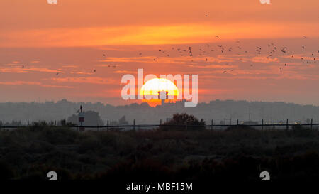 Sun Set an der Salt Verdunstungsteichen im Flamingo sehen Sie finden in Olhao, Ria Formosa Natural Park, Portugal Stockfoto