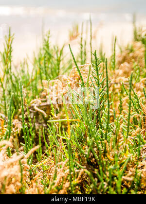 Oder marsh Queller Salicornia, eine kulinarische Köstlichkeit in Fuseta, Ria Formosa, Portugal wachsende Stockfoto