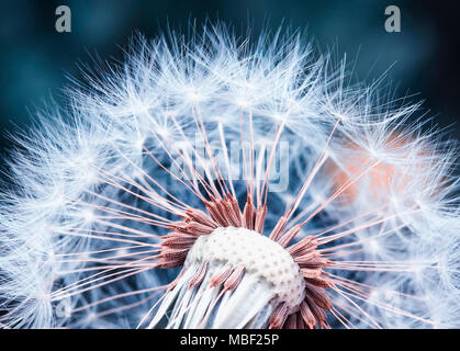 Schönen natürlichen Hintergrund von luftig leichte Löwenzahn Blume mit weißem Licht Samen auf die Leiter Stockfoto