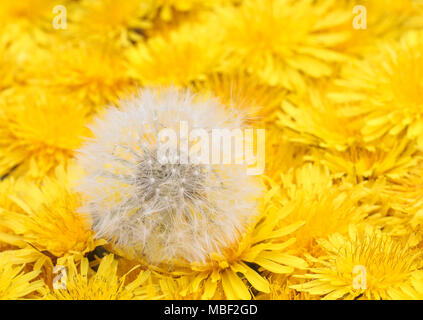 Flauschigen weißen Ball mit Samen liegt auf einer wunderschönen natürlichen Hintergrund einer Vielzahl von flauschig gelbe Löwenzahn Blume Köpfe Stockfoto