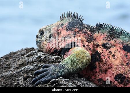 Galapagos Mariner Leguan sonnt sich Insel Floreana, Galapagos, Ecuador Stockfoto