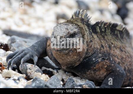 Galapagos Mariner Leguan sonnt sich San Cristobal, Galapagos, Ecuador Stockfoto