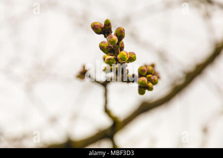 Nahaufnahme einer Zweigniederlassung mit Pink Cherry Flower Buds Im zeitigen Frühjahr, die noch nicht geblüht haben. Stockfoto