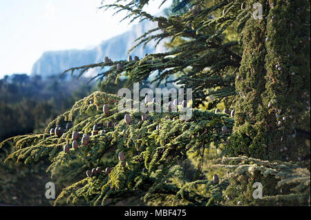 Schöne Landschaft, frische Tannen wald, landschaft Tal in den Bergen, klaren blauen Himmel, Sommer Konzept reisen Stockfoto