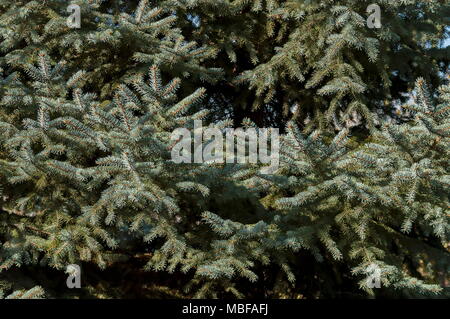 Laub von weißen Tanne oder Abies concolor in Balkan Mountain in der Nähe von Dorf Lokorsko, Sofia, Bulgarien Stockfoto