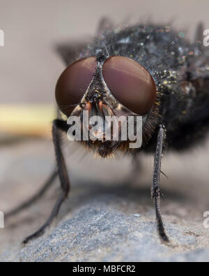 Schlag Fliegen (Calliphora vomitoria) Nahaufnahme der Kopf, die facettenaugen. Tipperary, Irland Stockfoto