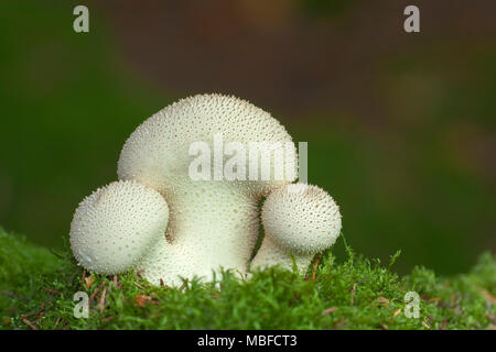 Gemeinsame Puffball Pilz (Lycoperdon perlatum) wachsen auf Waldboden. Tipperary, Irland Stockfoto