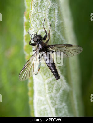 Dorsale Ansicht von Bibio sp. Fliegen auf Anlage. Tipperary, Irland Stockfoto