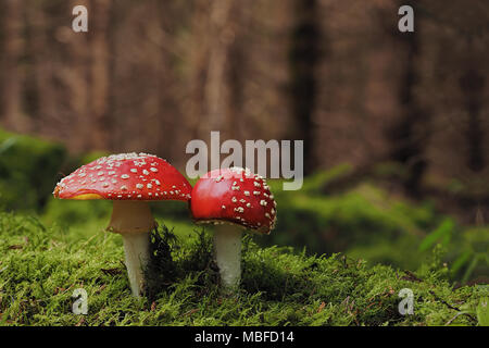 Fly Agaric Pilz (Amanita muscaria) wächst in Wäldern. Tipperary, Irland Stockfoto