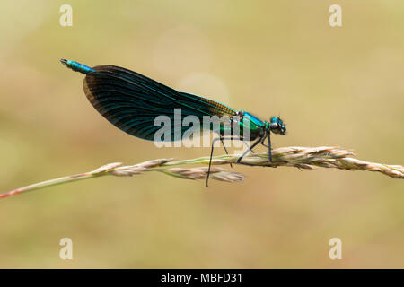 Männliche schöne Demoiselle damselfly (Calopteryx Virgo) auf Gras Stammzellen thront. Tipperary, Irland Stockfoto