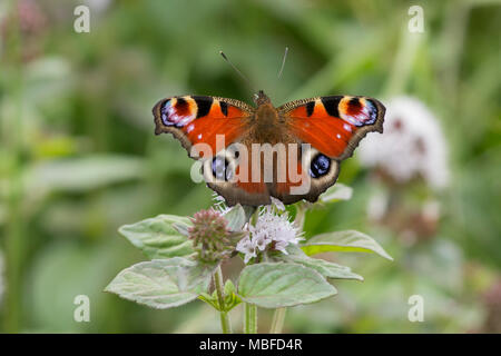 Tagpfauenauge (Nymphalis io) mit offenen Flügeln thront auf einer Blume. Tipperary, Irland Stockfoto