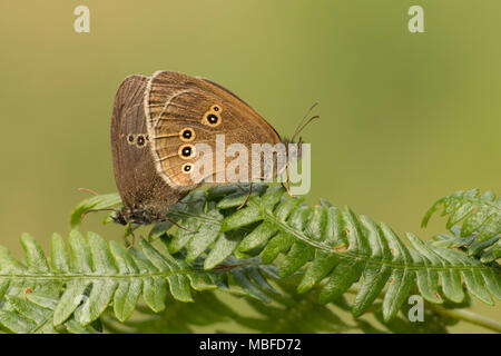 Ringelwürmer Schmetterlinge (Aphantopus hyperantus) Paaren auf Bracken in Woodland. Tipperary, Irland Stockfoto