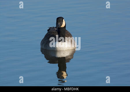 Kanadagans, Branta canadensis, Schwimmen in ruhigem Wasser, Marshside, Southport, Lancashire, Großbritannien Stockfoto