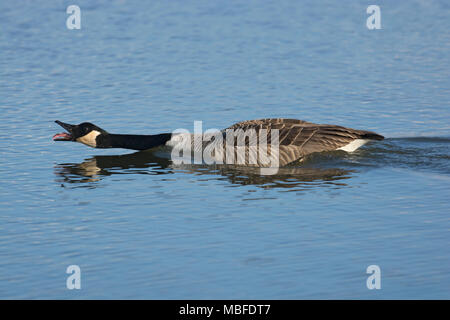 Kanadagans, Branta canadensis, aggressive Schutz Gebiet, Marshside, Southport, Lancashire, Großbritannien Stockfoto