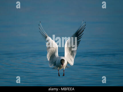 Lachmöwe, Larus ridibundus, an Land, auf ruhigem Wasser, Marshside, Southport, Lancashire, Großbritannien Stockfoto