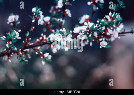 Zarte frische Kirsche Blumen im Frühling blühenden und den Garten in Soft Focus bei einem warmen Regen Stockfoto