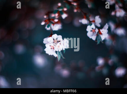 Zarte frische Kirschblüten im Frühling blühenden Mai Garten in Soft Focus Stockfoto