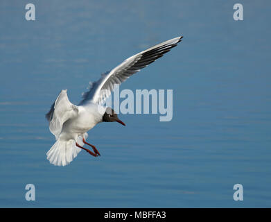 Lachmöwe, Larus ridibundus, an Land, auf ruhigem Wasser, Marshside, Southport, Lancashire, Großbritannien Stockfoto