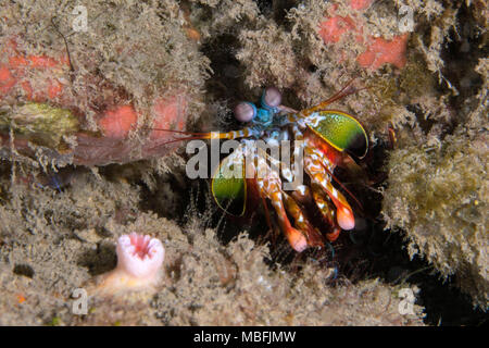 Der Pfau Mantis Shrimp (Odontodactylus scyllarus). Bild wurde in der Banda Sea, Ambon, West Papua, Indonesien Stockfoto