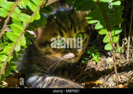 Süße Kätzchen ausblenden Stockfoto