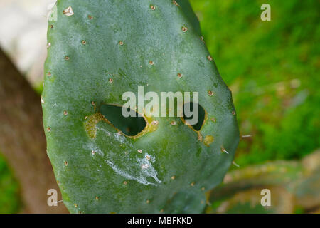 Es gibt zwei Löcher auf Nopal Kaktus Blatt, das sieht aus wie ein Gespenst Stockfoto