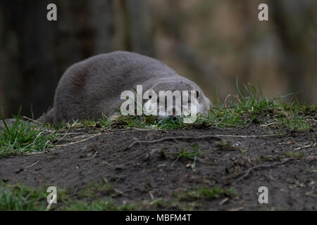 Orientalische Kurze krallen Otter Aonyx cinereus, Laying Low auf Augenhöhe in Richtung Kamera schaut. Stockfoto