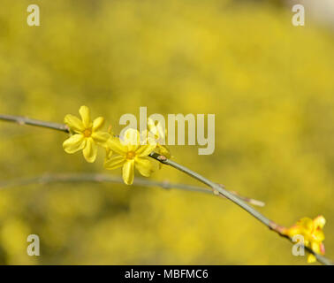 Einen einzigen Zweig des Forsythia Bush Blüten in Western Beijing, China Stockfoto