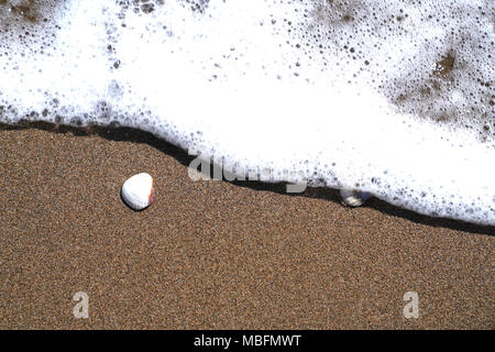Zwei Schalen auf Sand und schäumende Welle ist nur kommen zu Ihnen Stockfoto